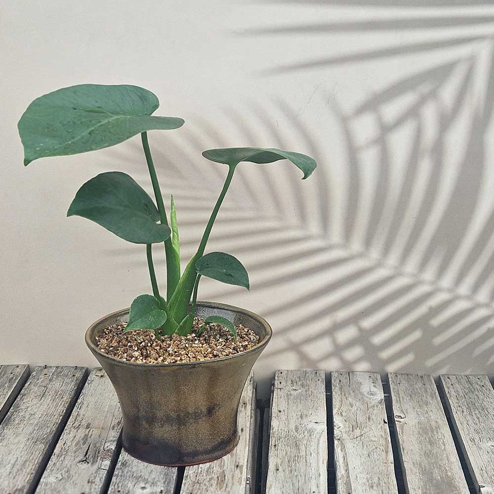 ��ǰ ������