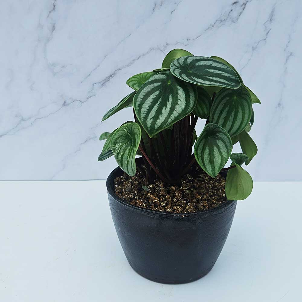 ��ǰ ������