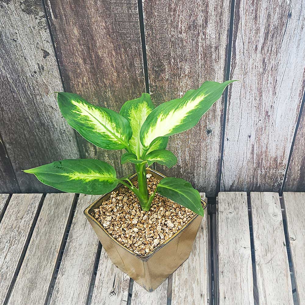 ��ǰ ������