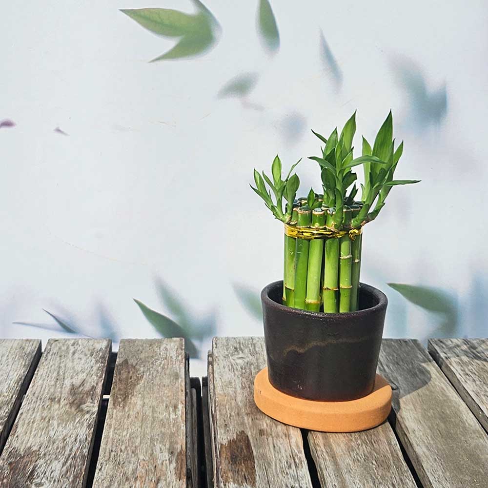 ��ǰ ������