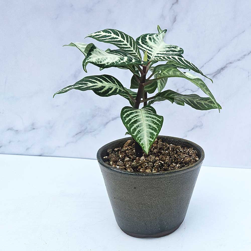 ��ǰ ������