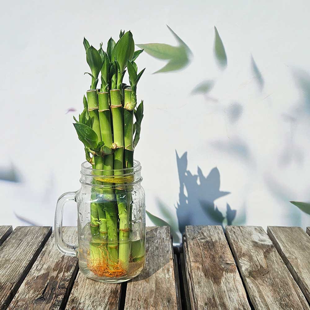 ��ǰ ������