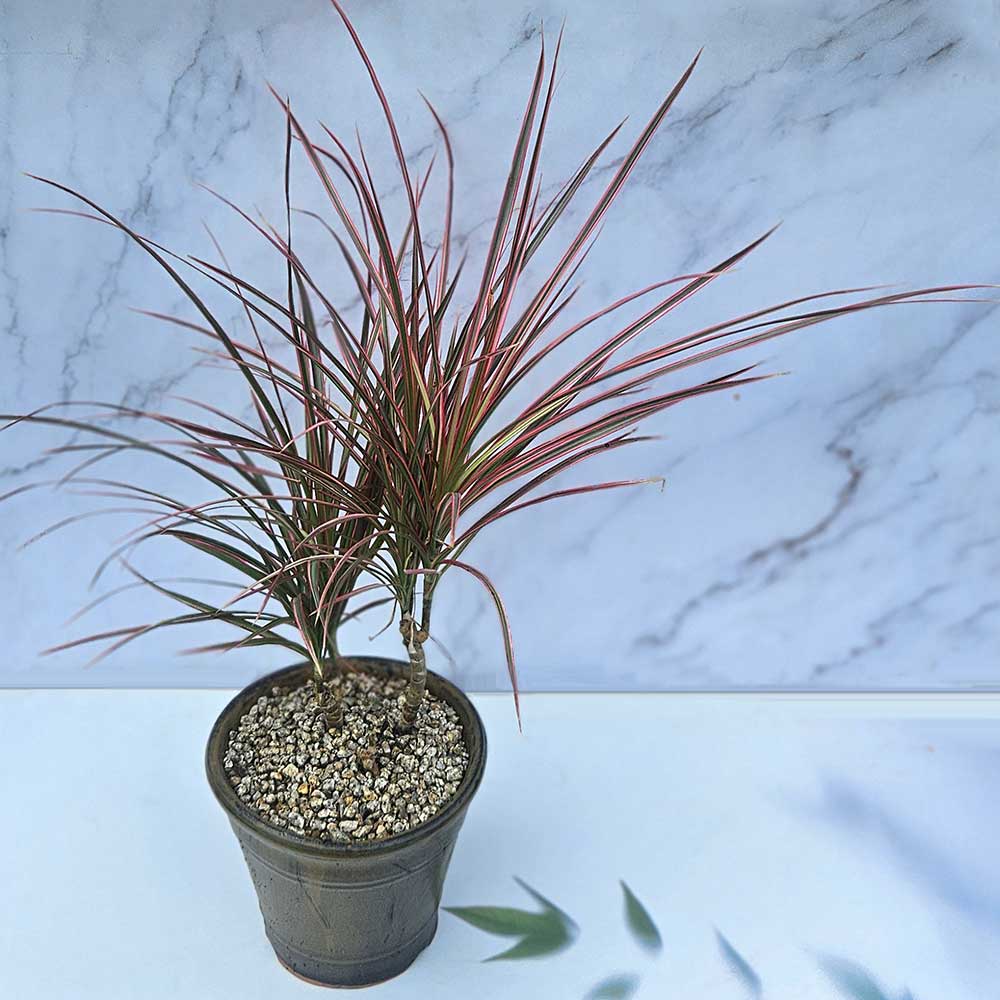 ��ǰ ������