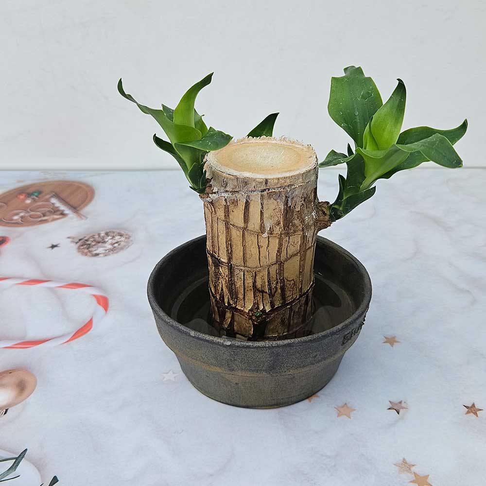 ��ǰ ������