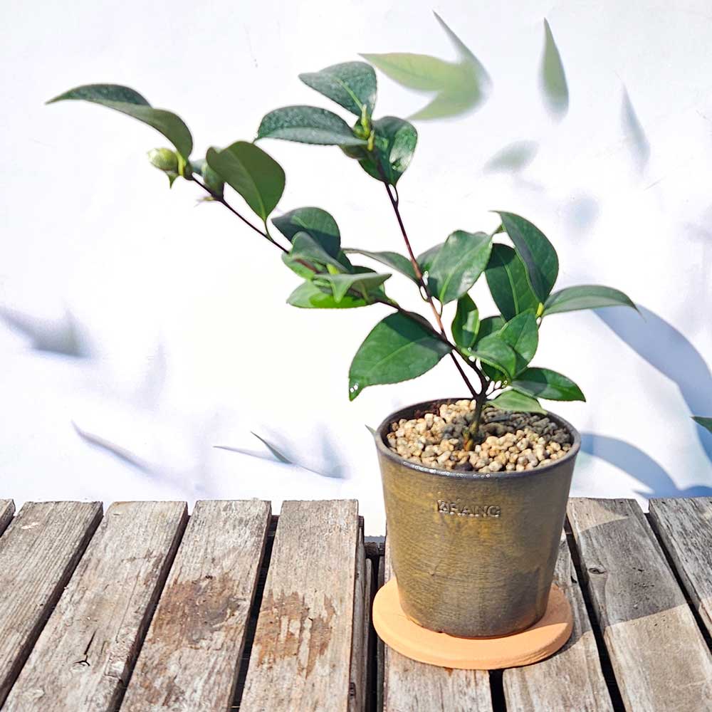 ��ǰ ������