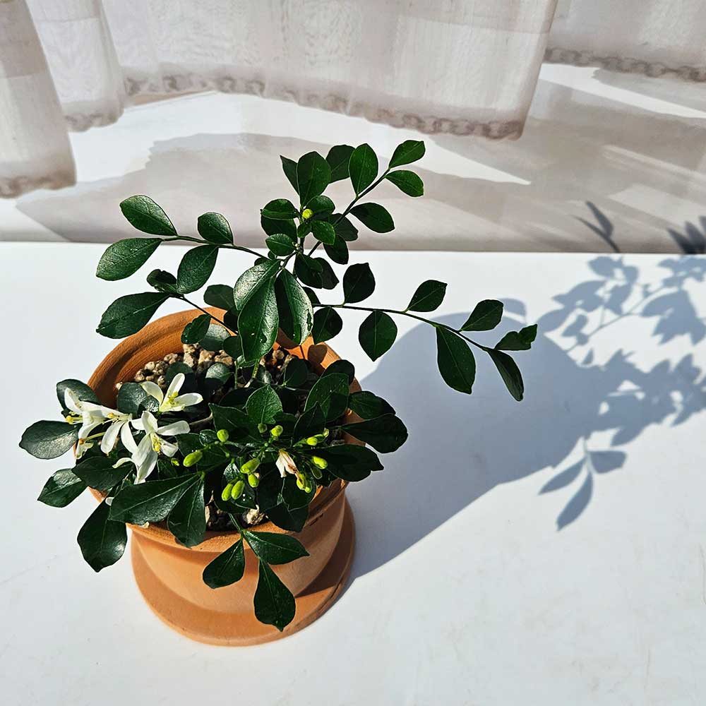 ��ǰ ������