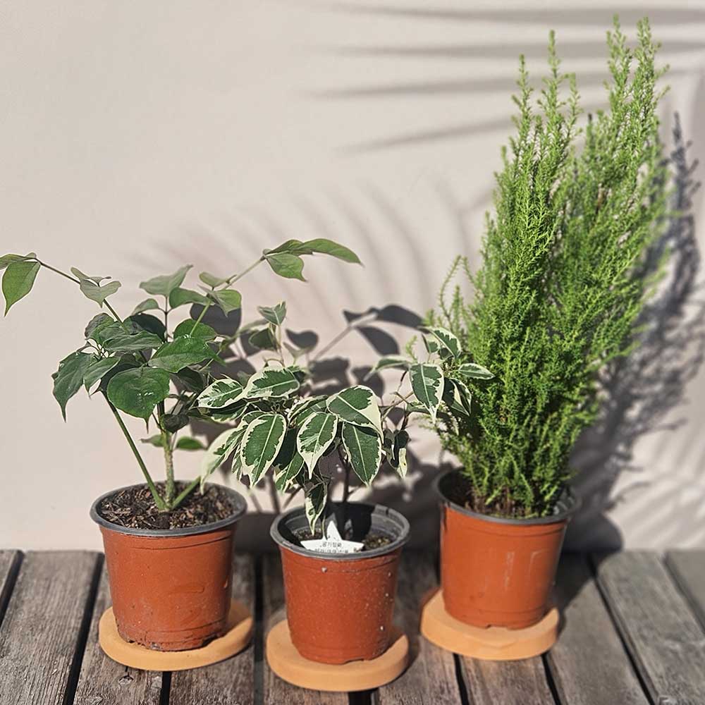 ��ǰ ������