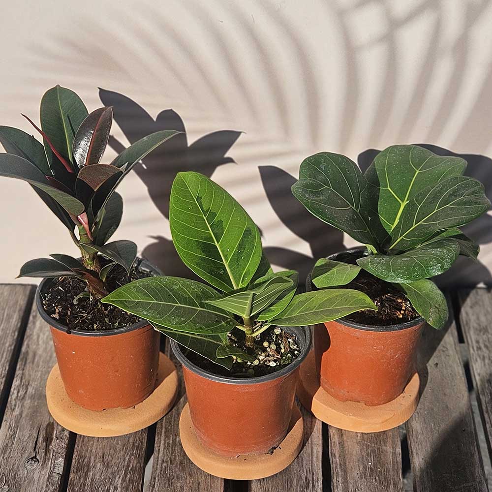 ��ǰ ������