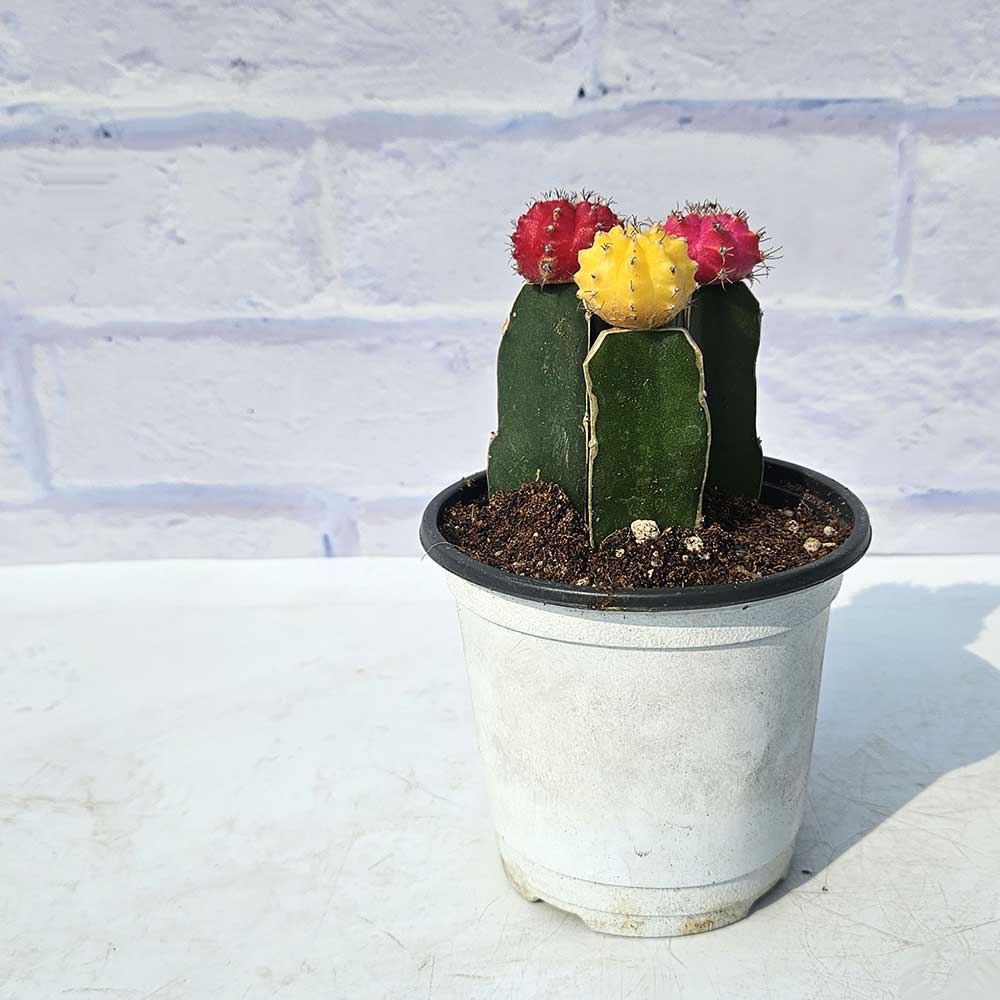 ��ǰ ������